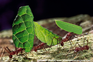 Illustration for article titled Why size doesn’t matter: Ants and world domination